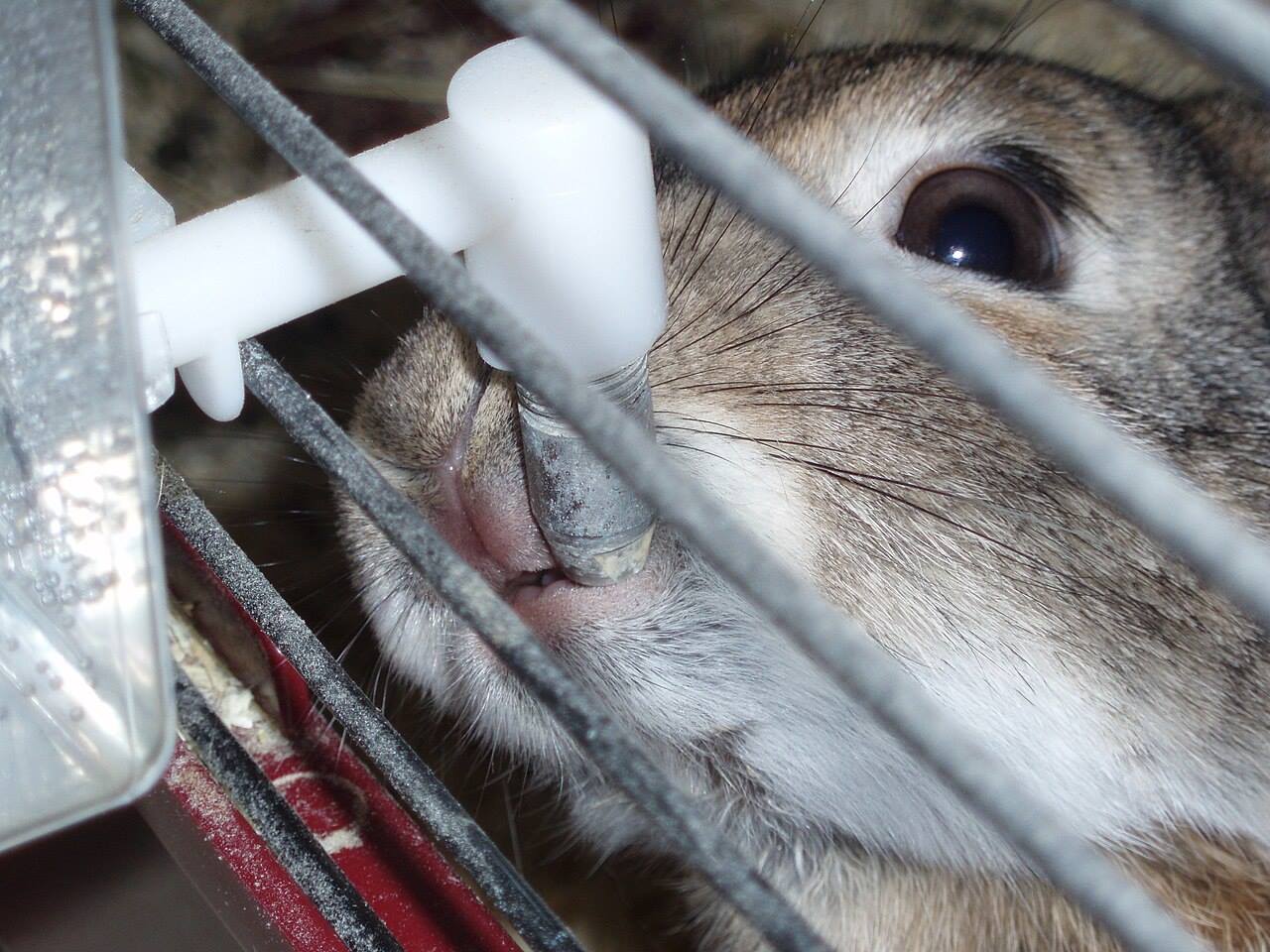 A domestic rabbit drinking water from a bowl