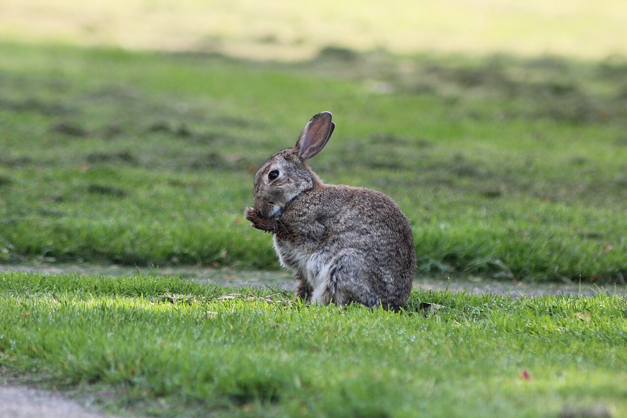 A rabbit grooming itself during shedding season
