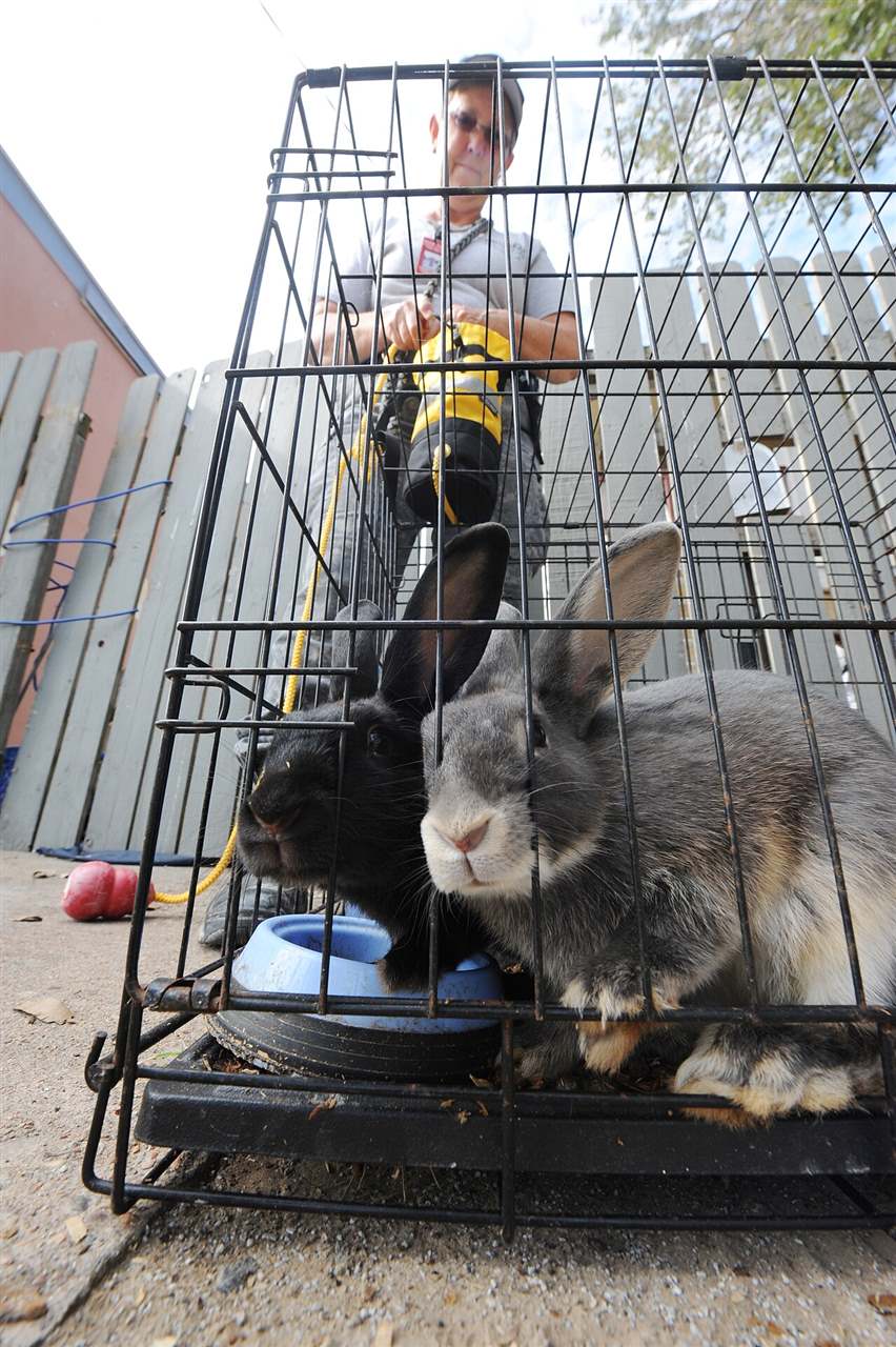 Rabbits in a travel enclosure during relocation